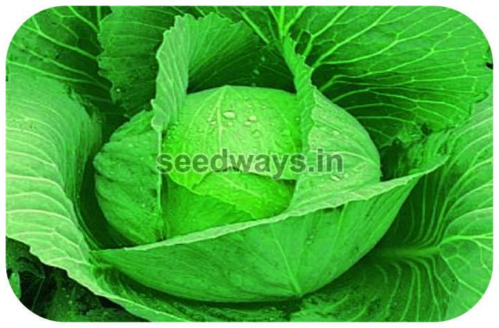 F1 Goldy Ball 66 Cabbage Seeds