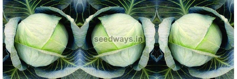 F1 Joy 55 Cabbage Seeds