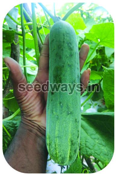 F1 Kamini 666 Cucumber Seeds