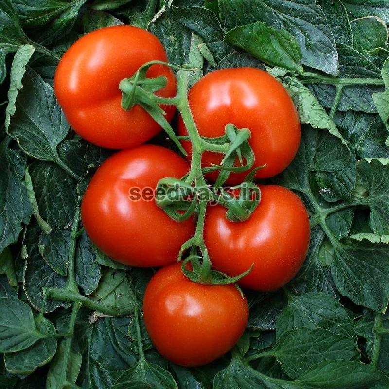 F1 Kanika 0092 Tomato Seeds