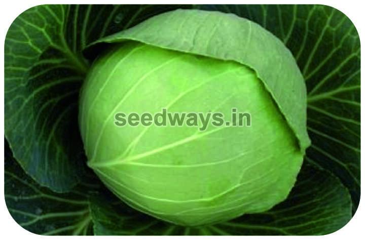 F1 Lalita Cabbage Seeds