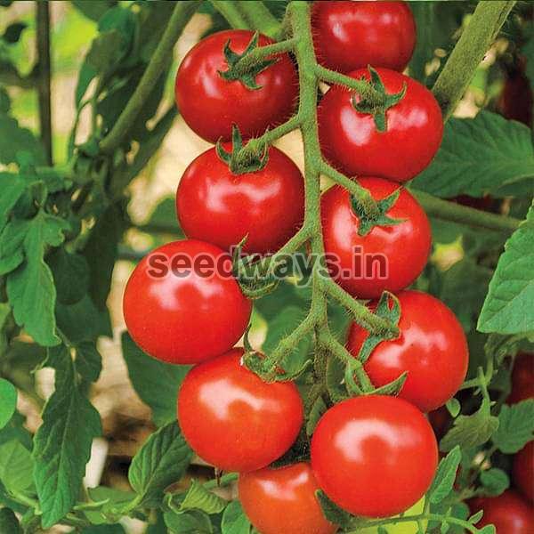 F1 Rishi 85 Tomato Seeds
