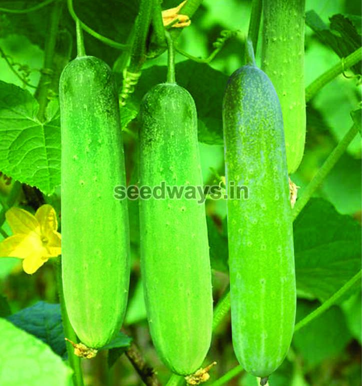 F1 Ronak 108 Cucumber Seeds