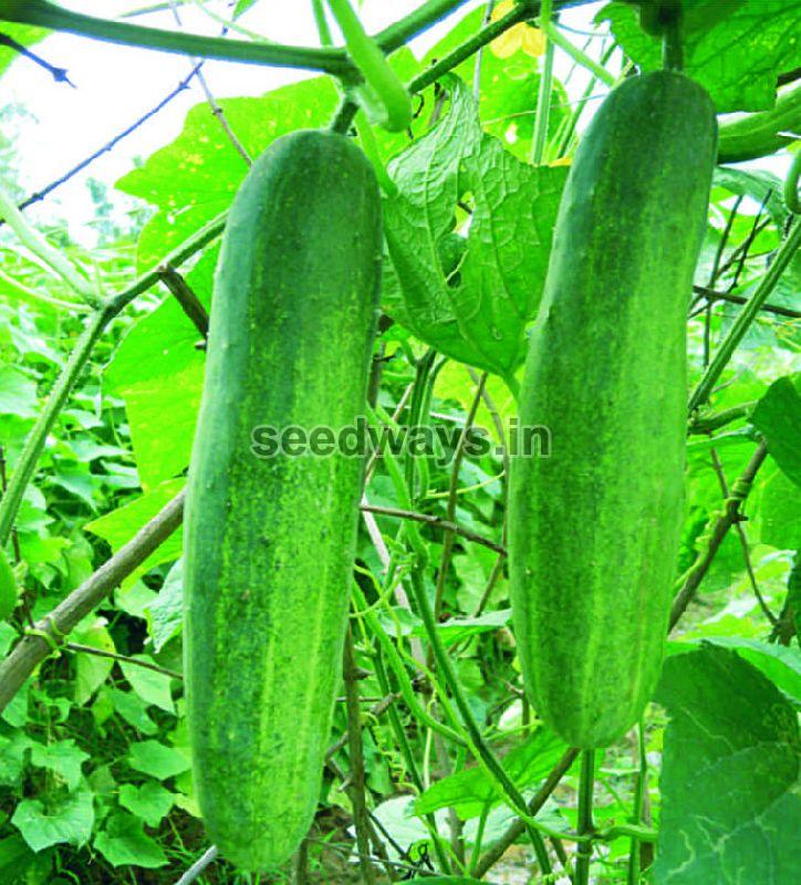F1 Sadar 108 Cucumber Seeds