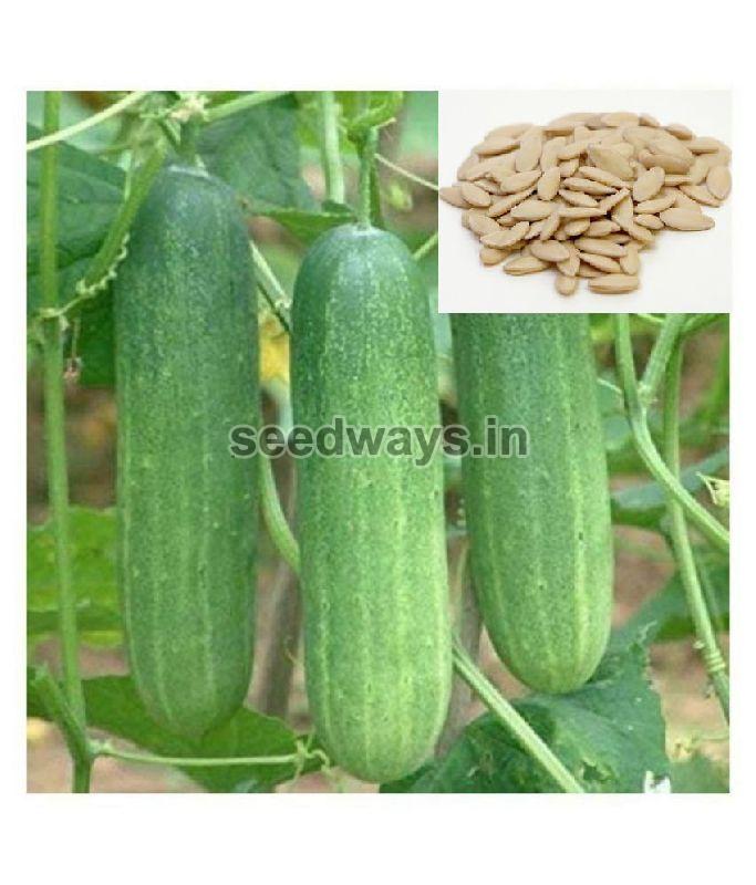 F1 Samrat 999 Plus Cucumber Seeds