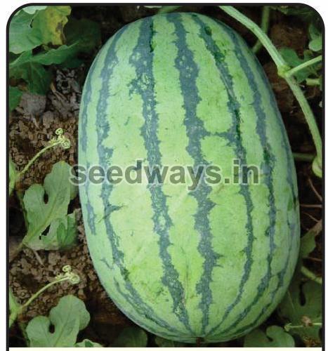 F1 Shahrukh 786 Watermelon seeds