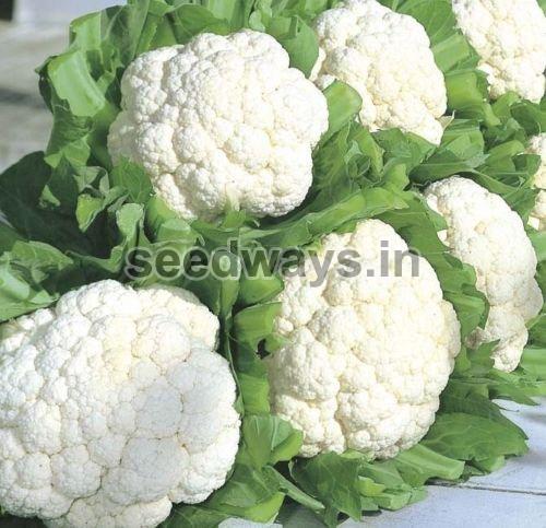 F1 Tejal Cauliflower Seeds