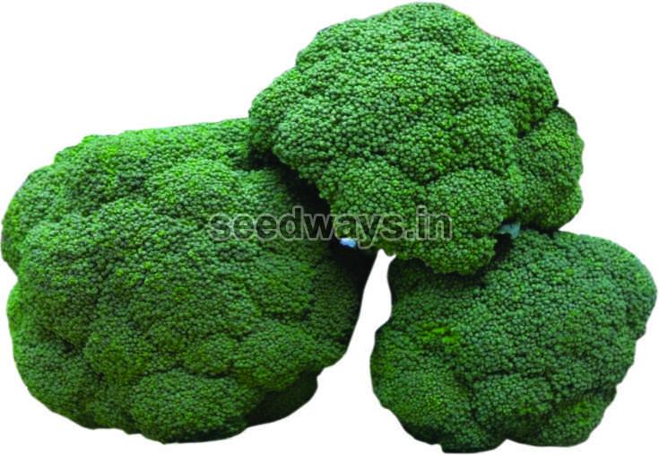 F1 Tomtom Broccoli Seeds