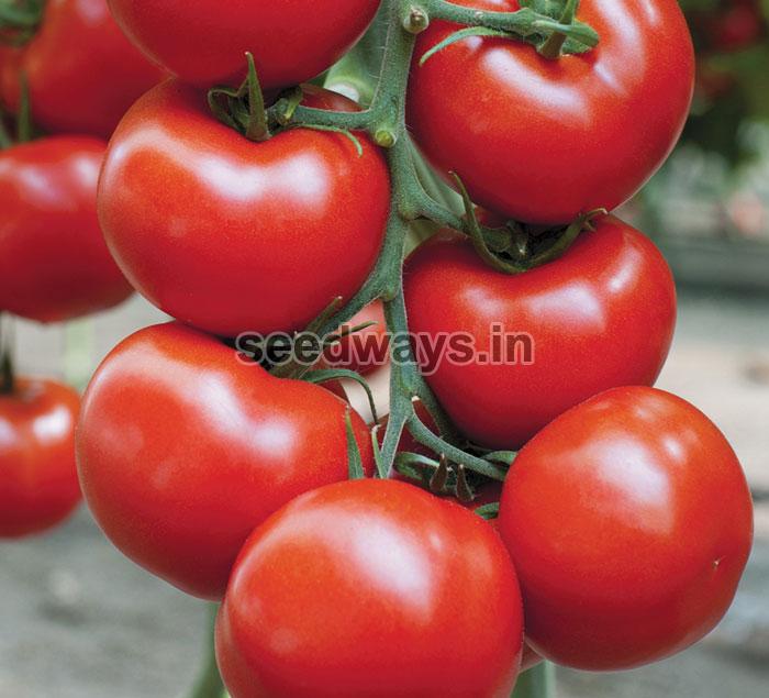 F1 Turbo 45 Tomato Seeds