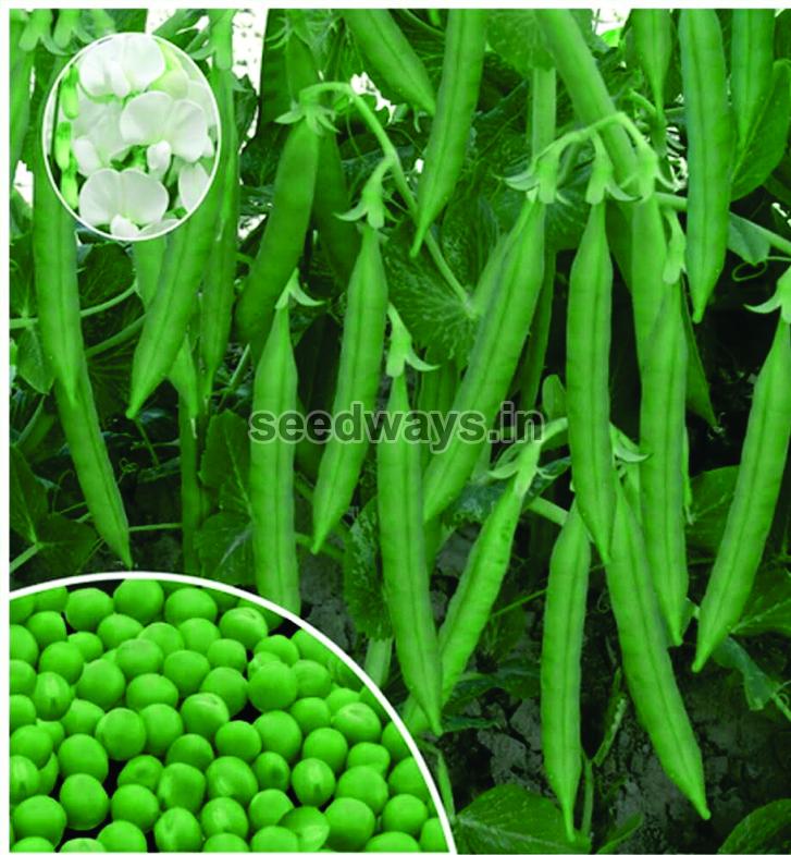 Green Pearl SW 20 Peas Seeds