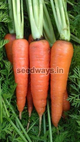 Imported Kuroda Maya Carrot Seeds