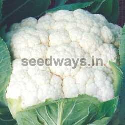 Kartiki Cauliflower Seeds