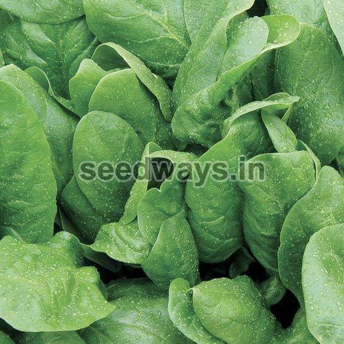 Res. Radhika Spinach Seeds