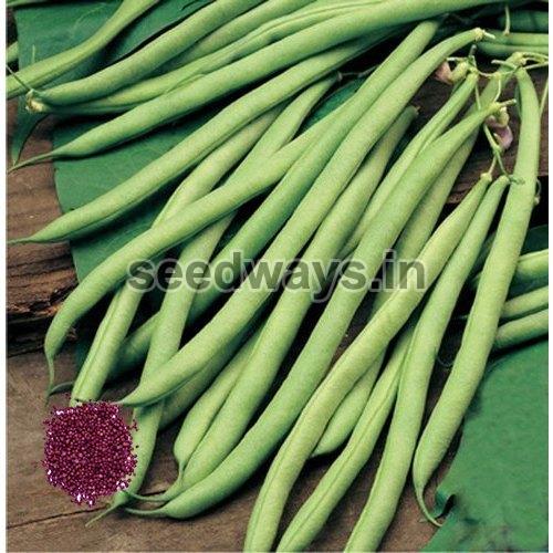 Research 66 Cluster Beans Seeds