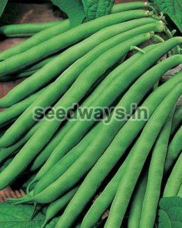 Research Manvi Cluster Beans Seeds