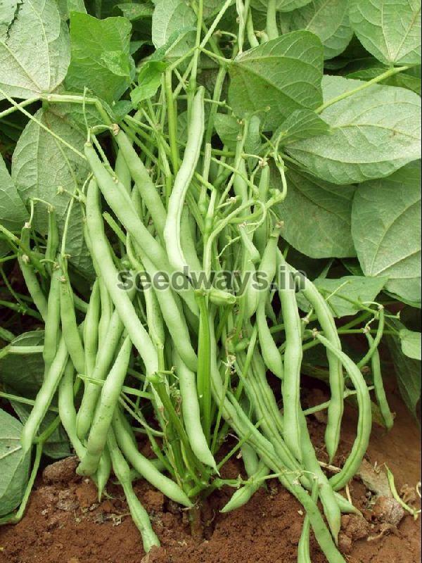 Research Nirmala Cluster Beans Seeds
