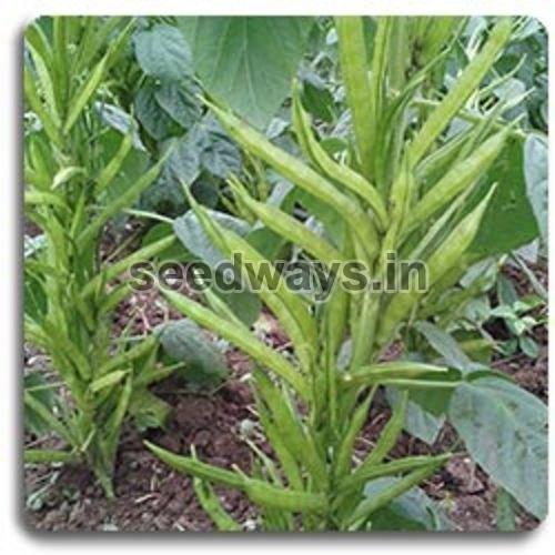 Research Shyamali Cluster Beans Seeds