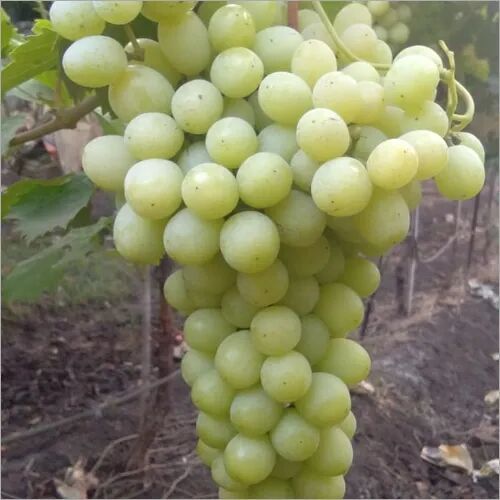 Fresh Green Grapes