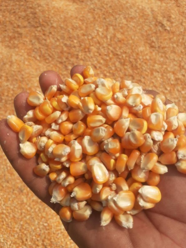 yellow maize