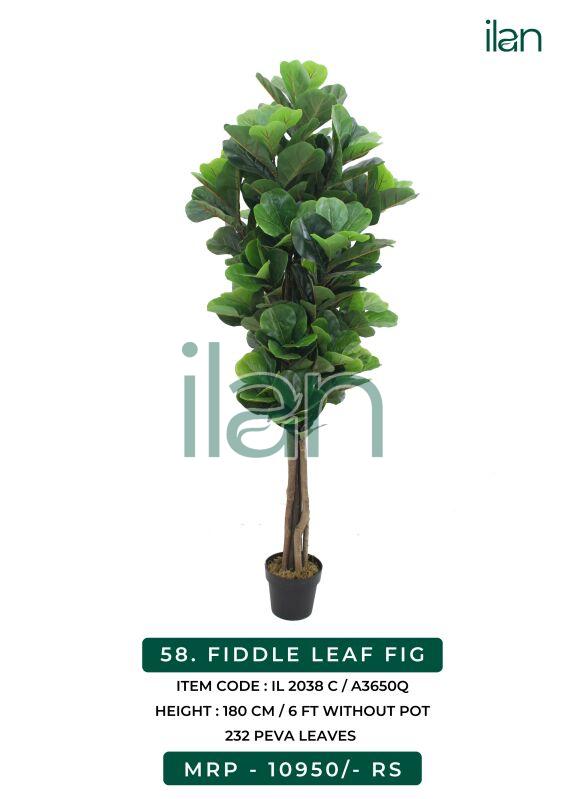 fiddle leaf fig 2038 c plant