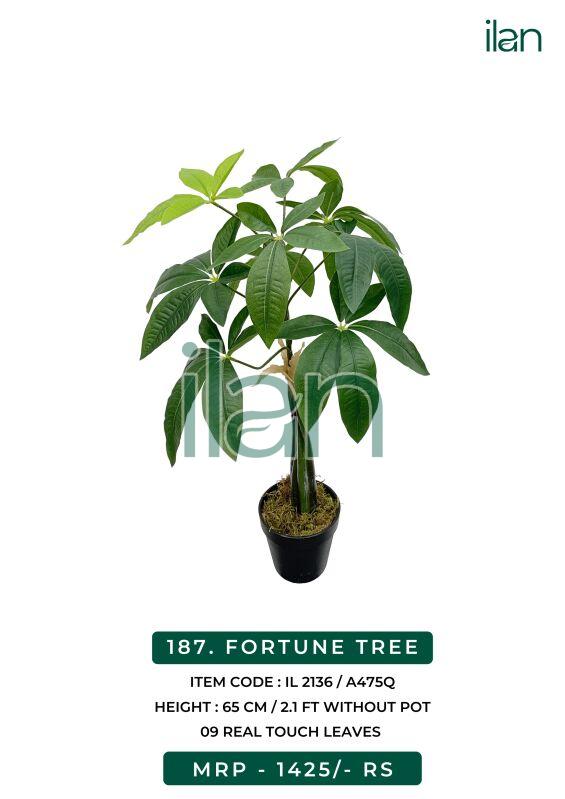 FORTUNE TREE 2136