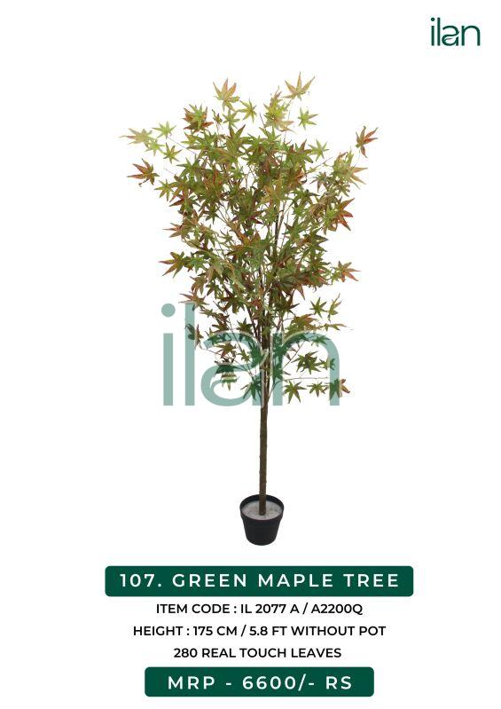 green maple decorative tree