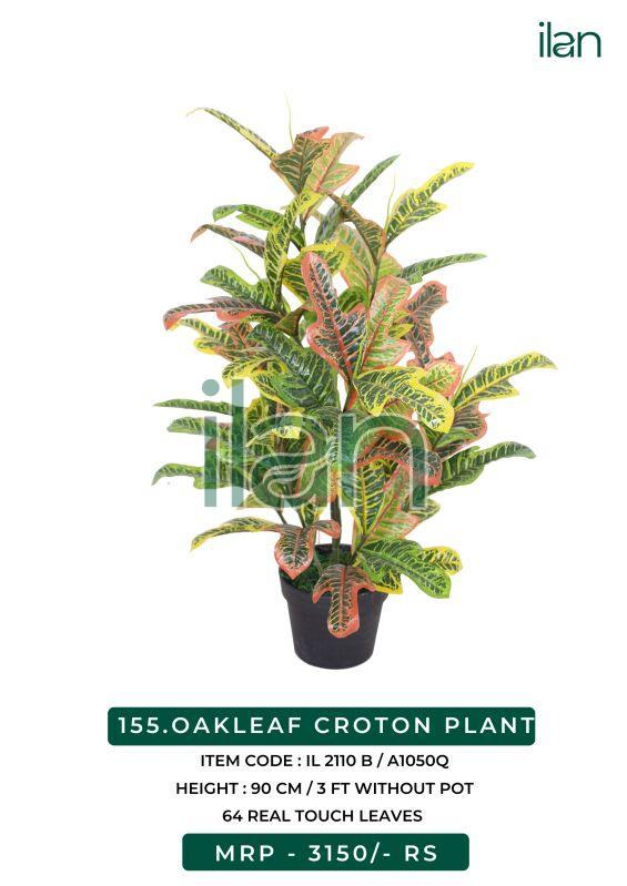 OAKLEAF CROTON PLANT 2110 B