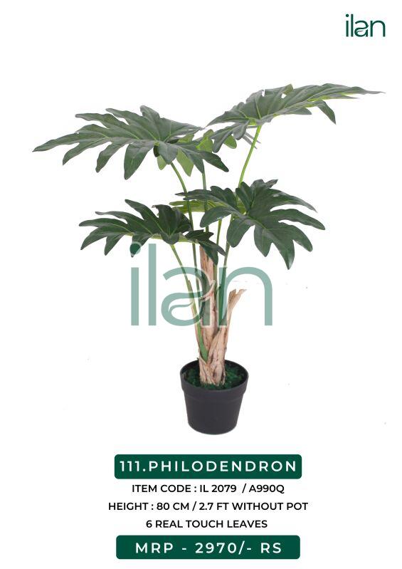 philodendron decorative plant
