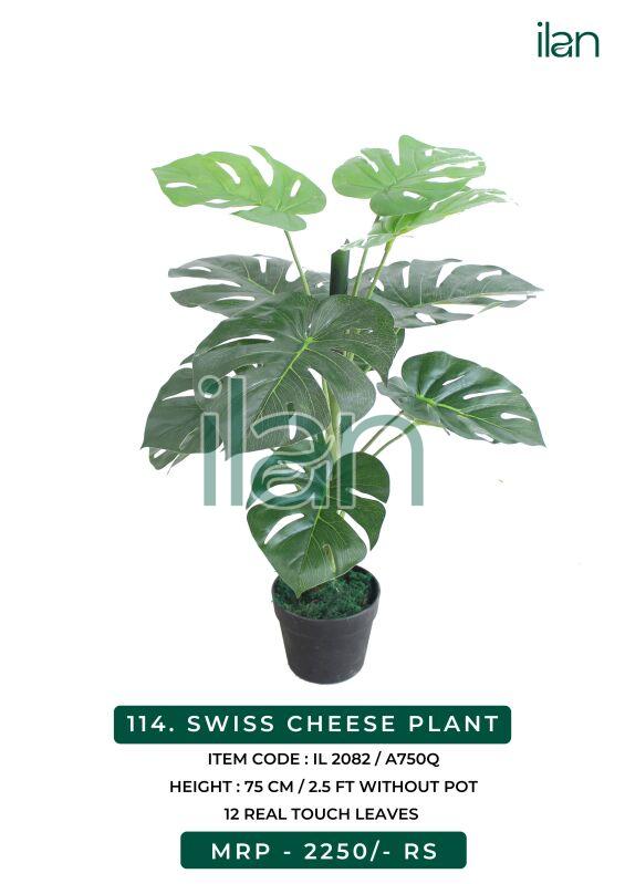SWISS CHEESE PLANT