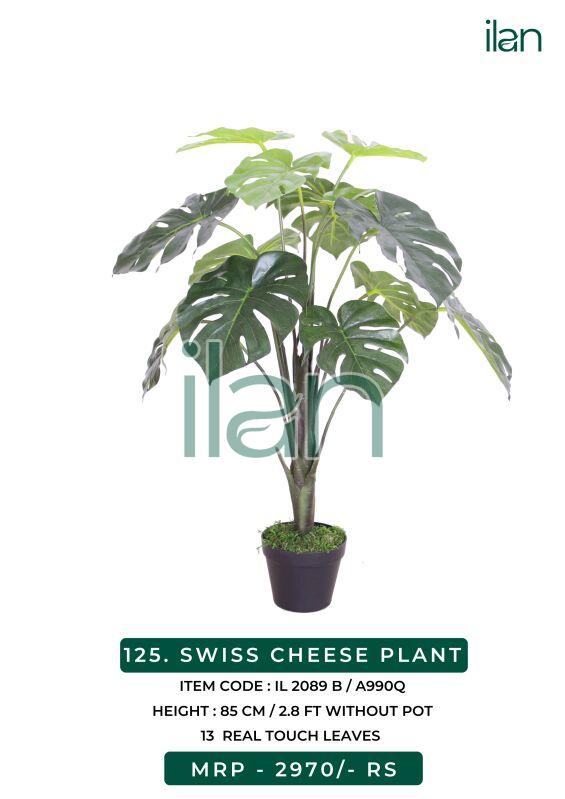 SWISS CHEESE PLANT 2089 B