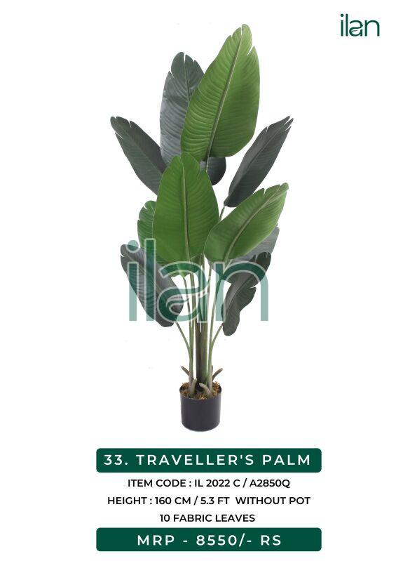 traveller palm 2022 c plant
