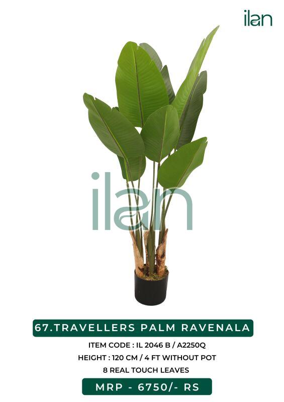 travellers palm ravenala 2046 b plant