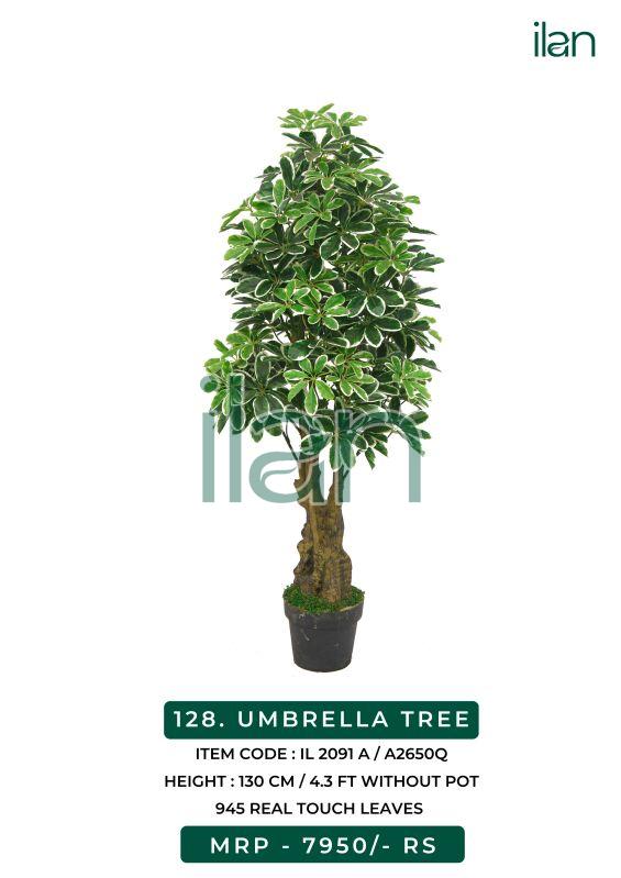 UMBRELLA TREE