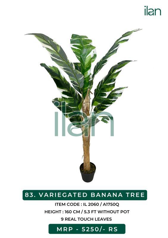 VARIEGATED BANANA TREE