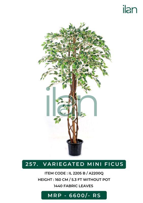 variegated mini ficus 2205 b plant