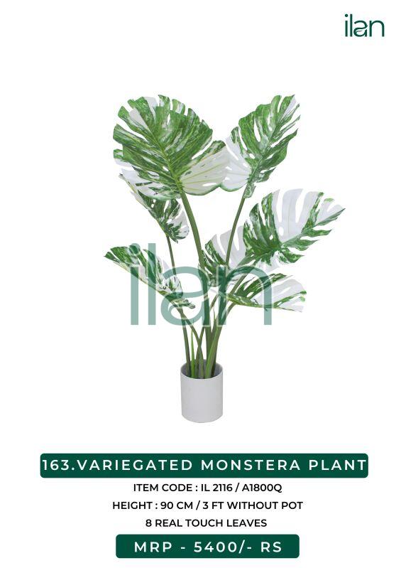 VARIEGATED MONSTERA PLANT