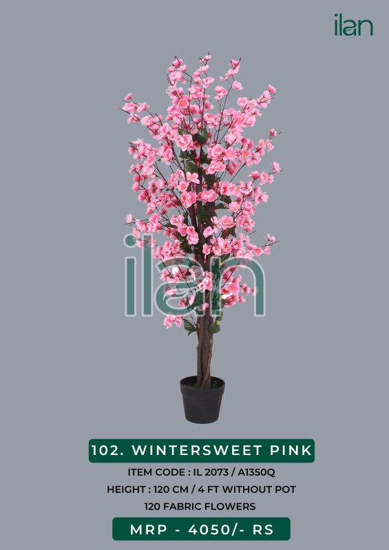 wintersweet pink decorative plants