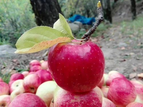 Ambri Kashmir Apple