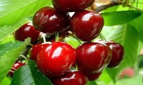 Red Mishri Cherry