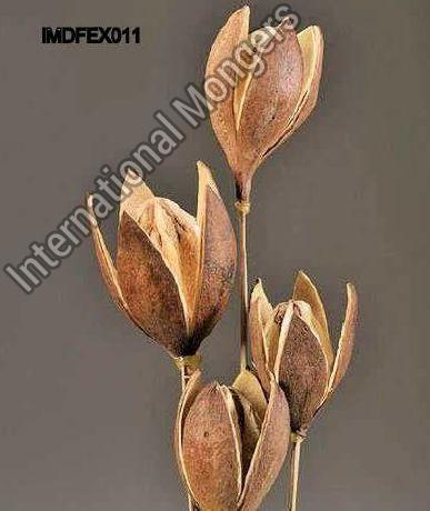 Dried Lily flower