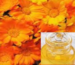 Calendula Oil