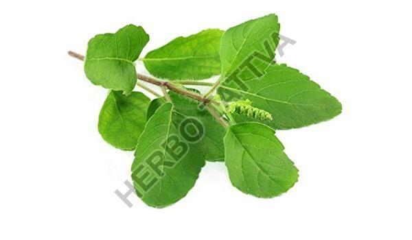 Tulsi Leaves Dry Manufacturer Wholesale Tulsi Leaves Dry Supplier