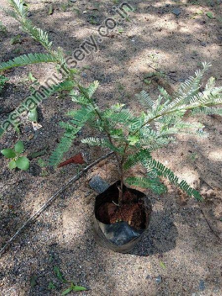 Amla Plant
