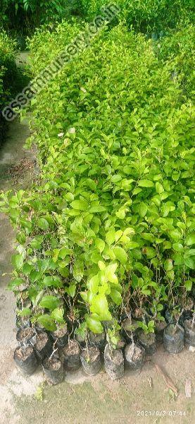 Apple Ber Plant