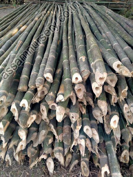 Bamboo Pole