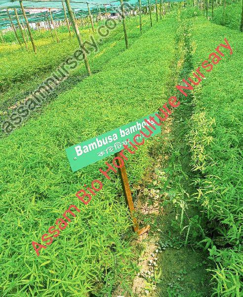 Bambusa Balcooa Plant