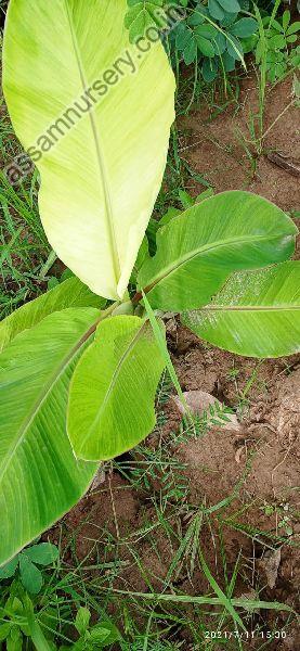 Banana Muluk Plant