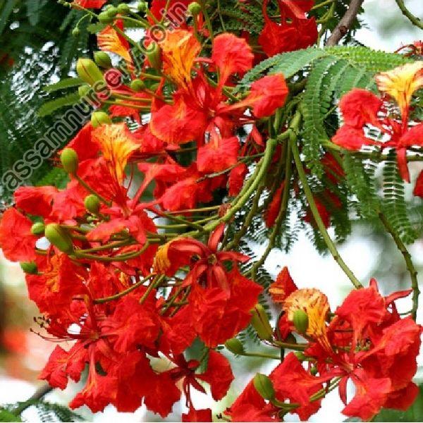 Gulmohar Flower Plant