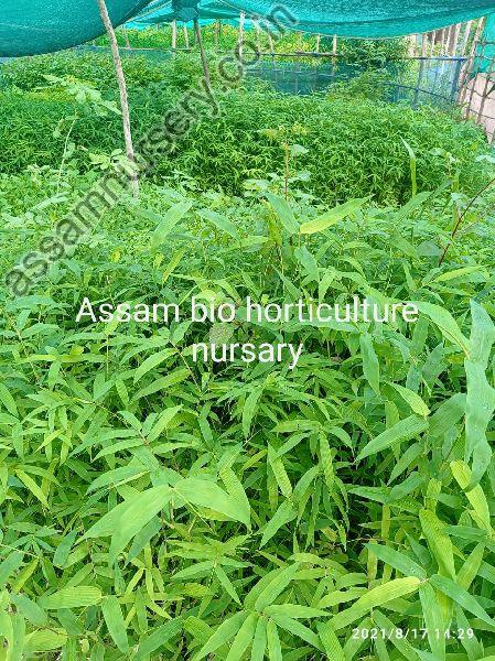Katanga Bamboo Plant