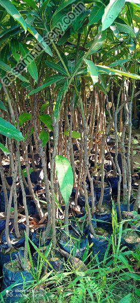 Mango Amrapali Plant
